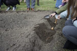 01.09.2021. Kielce. Kampania „Pola Nadziei”. Sadzenie cebulek żonkili na rabacie przy ulicy Warszawskiej w Kielcach / Sebastian Kalwat / Radio Kielce