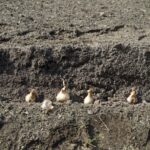 01.09.2021. Kielce. Kampania „Pola Nadziei”. Sadzenie cebulek żonkili na rabacie przy ulicy Warszawskiej w Kielcach / Sebastian Kalwat / Radio Kielce