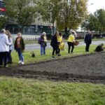 01.09.2021. Kielce. Kampania „Pola Nadziei”. Sadzenie cebulek żonkili na rabacie przy ulicy Warszawskiej w Kielcach / Sebastian Kalwat / Radio Kielce