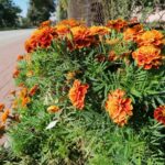 Aksamitka / Marta Gajda-Kruk / Radio Kielce