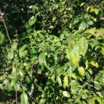 Na zdjęciu: pigwowiec japoński / Marta Gajda-Kruk / Radio Kielce