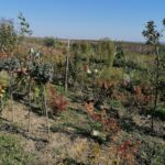 09.10.2021. Sielec Biskupi. Ogród Haliny i Zbigniewa Marców / Marta Gajda-Kruk / Radio Kielce