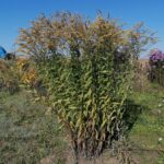 09.10.2021. Sielec Biskupi. Ogród Haliny i Zbigniewa Marców / Marta Gajda-Kruk / Radio Kielce