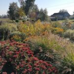 09.10.2021. Sielec Biskupi. Ogród Haliny i Zbigniewa Marców / Marta Gajda-Kruk / Radio Kielce