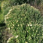 09.10.2021. Sielec Biskupi. Ogród Haliny i Zbigniewa Marców / Marta Gajda-Kruk / Radio Kielce