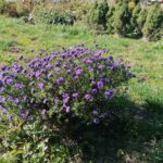 09.10.2021. Sielec Biskupi. Ogród Haliny i Zbigniewa Marców / Marta Gajda-Kruk / Radio Kielce