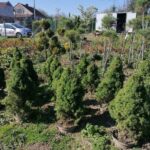 09.10.2021. Sielec Biskupi. Ogród Haliny i Zbigniewa Marców / Marta Gajda-Kruk / Radio Kielce