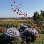 09.10.2021. Sielec Biskupi. Ogród Haliny i Zbigniewa Marców / Marta Gajda-Kruk / Radio Kielce