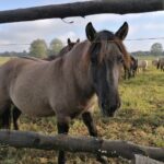 17.10.2021. Umianowice. Koniki Polskie w Umianowicach / Marta Gajda-Kruk / Radio Kielce
