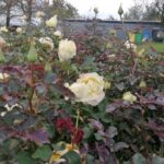 24.10.2021. Gorzków. Ogród biblijny / Marta Gajda-Kruk / Radio Kielce