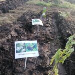 27.10.2021. Umianowice. Nasadzenia krzewów i drzew / Marta Gajda-Kruk / Radio Kielce