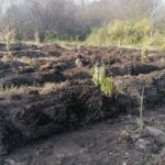 27.10.2021. Umianowice. Nasadzenia krzewów i drzew / Marta Gajda-Kruk / Radio Kielce