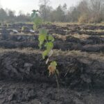 Sandomierz wzmacnia zieloną stronę miasta. Nowe nasadzenia dla różnorodności biologicznej