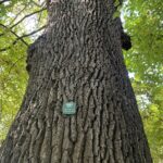 10.10.2021. Starachowice. Pomnik przyrody dąb Wieńczysław / Anna Głąb / Radio Kielce