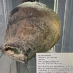 02.10.2021. Sandomierz. Wystawa „100 lat Muzeum Okręgowego w Sandomierzu 1921-2021” / Grażyna Szlęzak-Wójcik / Radio Kielce