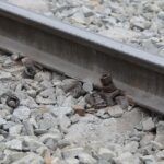 17.10.2021. Wrzosówka. Naprawa torowiska / Wiktor Taszłow / Radio Kielce