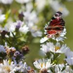 30.10.2021. Kielce. Ogród Botaniczny / Wiktor Taszłow / Radio Kielce