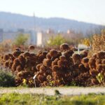 30.10.2021. Kielce. Ogród Botaniczny / Wiktor Taszłow / Radio Kielce