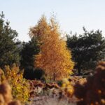 30.10.2021. Kielce. Ogród Botaniczny / Wiktor Taszłow / Radio Kielce