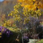 30.10.2021. Kielce. Ogród Botaniczny / Wiktor Taszłow / Radio Kielce