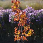 30.10.2021. Kielce. Ogród Botaniczny / Wiktor Taszłow / Radio Kielce