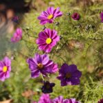 30.10.2021. Kielce. Ogród Botaniczny / Wiktor Taszłow / Radio Kielce