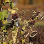 30.10.2021. Kielce. Ogród Botaniczny / Wiktor Taszłow / Radio Kielce