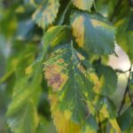 02.10.2021. Kielce. Jesienne liście / Wiktor Taszłow / Radio Kielce