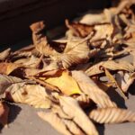 02.10.2021. Kielce. Jesienne liście / Wiktor Taszłow / Radio Kielce