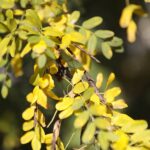 02.10.2021. Kielce. Jesienne liście / Wiktor Taszłow / Radio Kielce