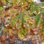 02.10.2021. Kielce. Jesienne liście / Wiktor Taszłow / Radio Kielce