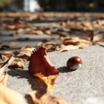 02.10.2021. Kielce. Jesienne liście / Wiktor Taszłow / Radio Kielce