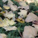 02.10.2021. Kielce. Jesienne liście / Wiktor Taszłow / Radio Kielce