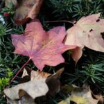 02.10.2021. Kielce. Jesienne liście / Wiktor Taszłow / Radio Kielce