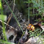 06.10.2021. Biedronka azjatycka / Wiktor Taszłow / Radio Kielce