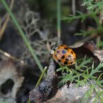 06.10.2021. Biedronka azjatycka / Wiktor Taszłow / Radio Kielce