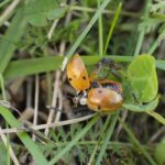 06.10.2021. Biedronka azjatycka / Wiktor Taszłow / Radio Kielce