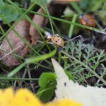 06.10.2021. Biedronka azjatycka / Wiktor Taszłow / Radio Kielce