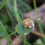 06.10.2021. Biedronka azjatycka / Wiktor Taszłow / Radio Kielce