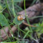 06.10.2021. Biedronka azjatycka / Wiktor Taszłow / Radio Kielce