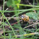 06.10.2021. Biedronka azjatycka / Wiktor Taszłow / Radio Kielce