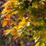 Fot. Wiktor Taszłow - Radio Kielce