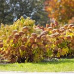 16.10.2021. Kielce. Ogród Botaniczny / Wiktor Taszłow / Radio Kielce