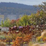 17.10.2021. Ogród Botaniczny. Piknik „Jesienią w Ogrodzie… Kwiaty, ognisko i dobra zabawa” / Wiktor Taszłow / Radio Kielce