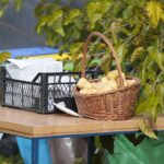 17.10.2021. Ogród Botaniczny. Piknik „Jesienią w Ogrodzie… Kwiaty, ognisko i dobra zabawa” / Wiktor Taszłow / Radio Kielce