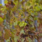 16.10.2021. Kielce. Ogród Botaniczny / Wiktor Taszłow / Radio Kielce