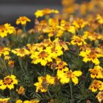 17.10.2021. Ogród Botaniczny. Piknik „Jesienią w Ogrodzie… Kwiaty, ognisko i dobra zabawa” / Wiktor Taszłow / Radio Kielce