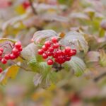 16.10.2021. Kielce. Ogród Botaniczny / Wiktor Taszłow / Radio Kielce