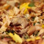 16.10.2021. Kielce. Ogród Botaniczny / Wiktor Taszłow / Radio Kielce