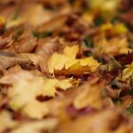 17.10.2021. Ogród Botaniczny. Piknik „Jesienią w Ogrodzie… Kwiaty, ognisko i dobra zabawa” / Wiktor Taszłow / Radio Kielce